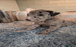 Great Dane dogs for sale: Kc & Beautiful Litter of Chunky Great Dane Puppies - Advert 10