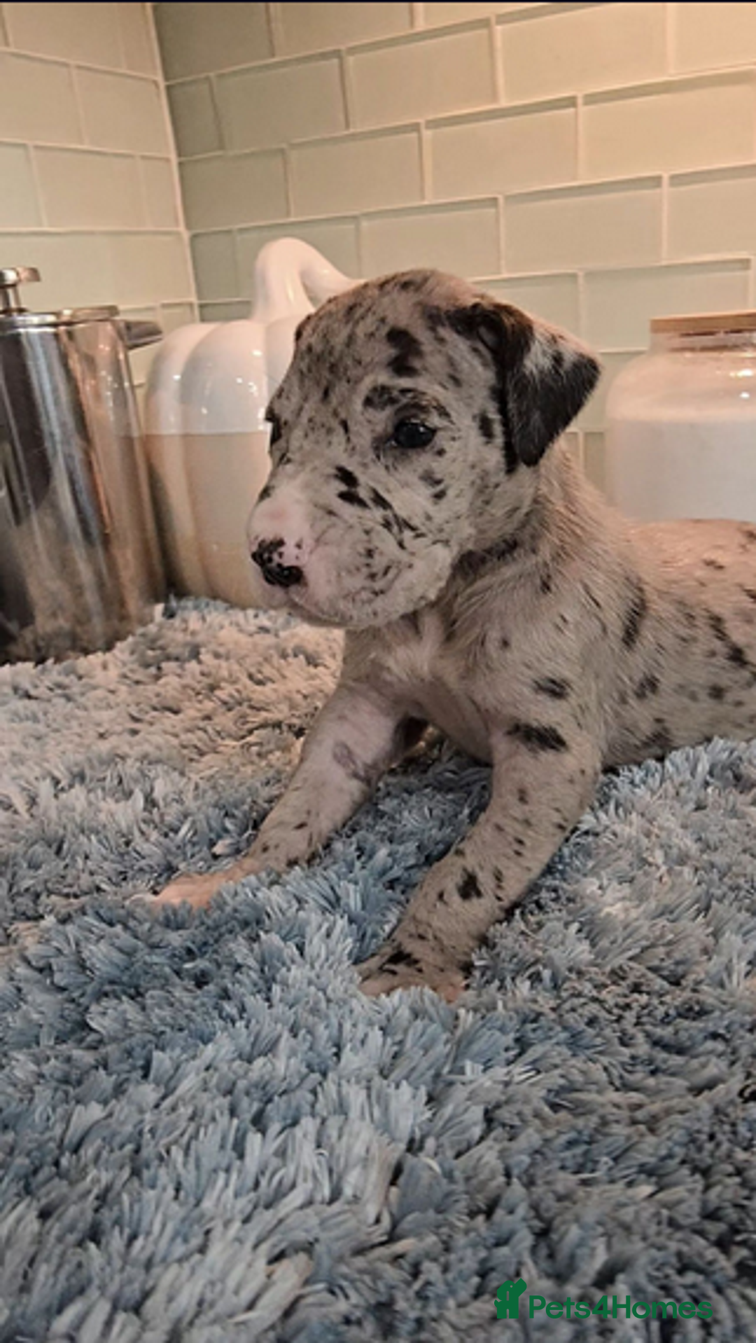 Great Dane dogs for sale: Kc & Beautiful Litter of Chunky Great Dane Puppies - Advert 10