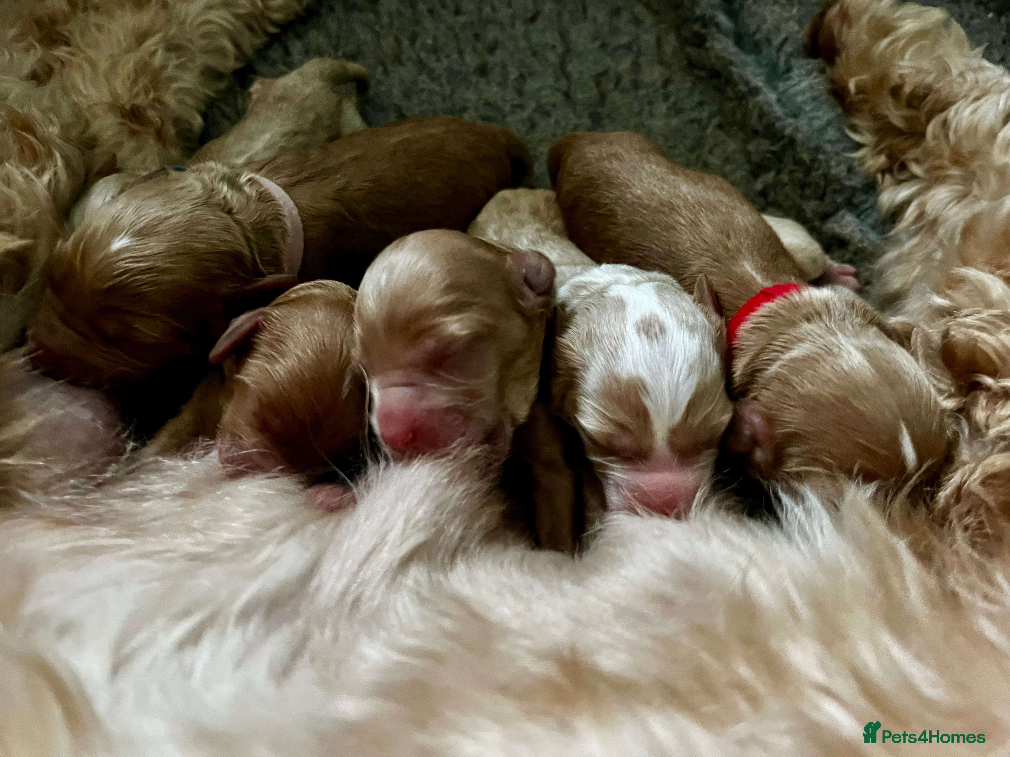 Australian Labradoodle dogs Quality Multigen Australian Labradoodle Puppies  - Advert 6