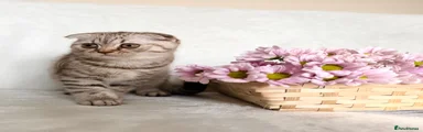 Scottish Fold 2