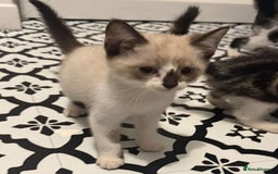 Domestic Shorthair cats for sale: 2 Male 2 female kittens  - Image 4