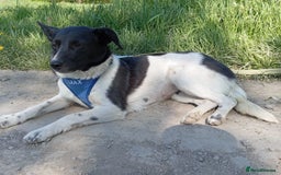 Mixed Breed dogs for adoption: ❤️JAVY- gentle angel,loving soul waiting so long❤️ - Image 5