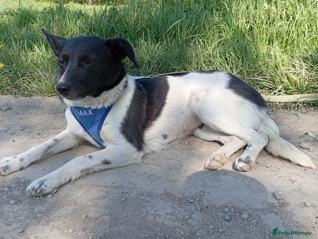 Mixed Breed dogs for adoption: ❤️JAVY- gentle angel,loving soul waiting so long❤️ - Image 5