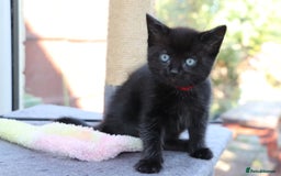 Mixed Breed cats for sale: Adorable Kittens  - Image 9