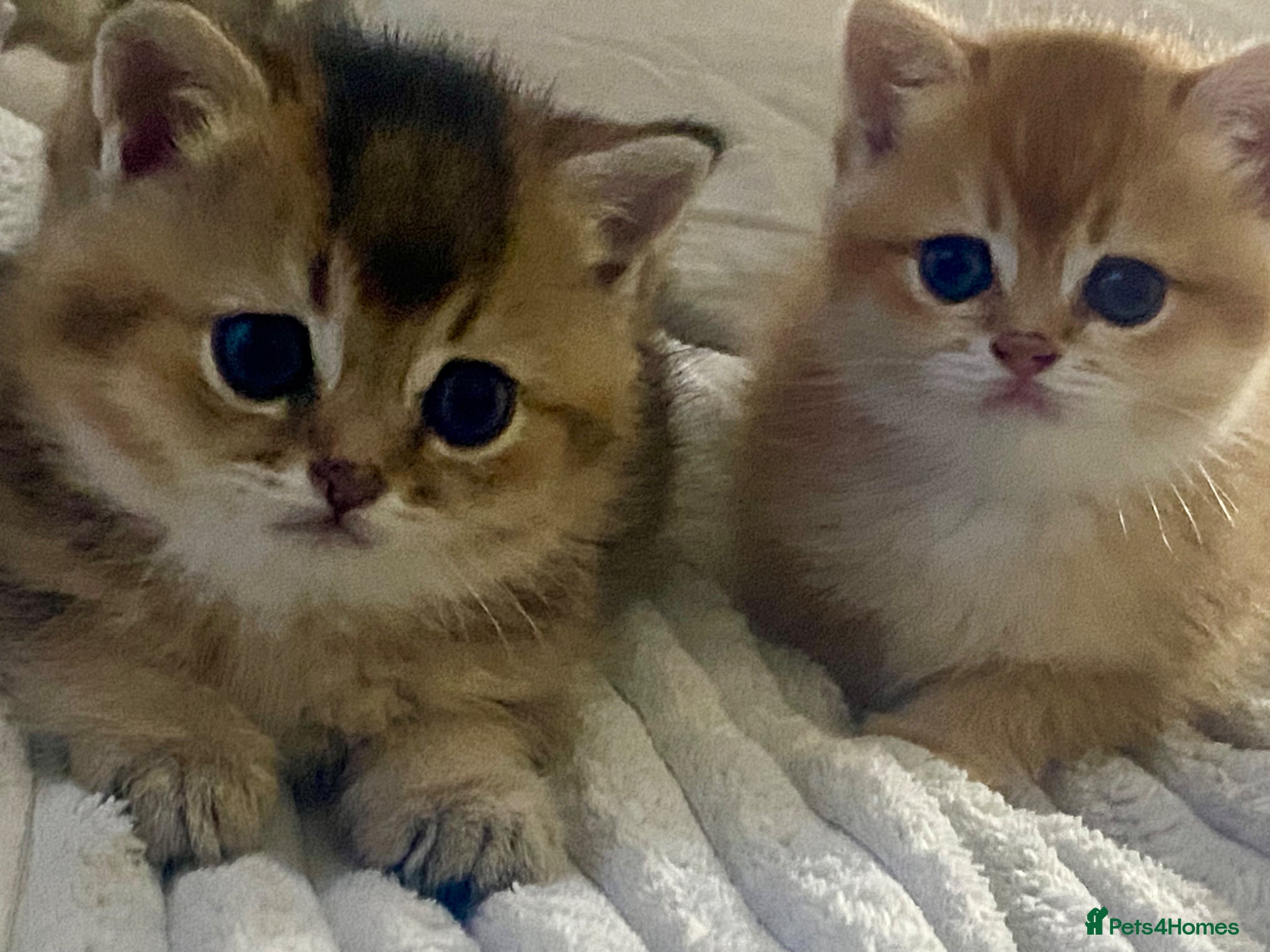 British Shorthair cats British Shorthair Golden & Silver Kittens  - Advert 1