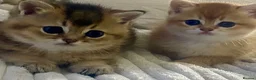 British Shorthair cats for sale: British Shorthair Golden & Silver Kittens  - Advert 9