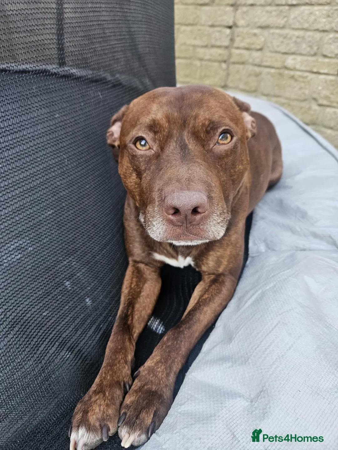 Staffordshire Bull Terrier dogs for sale: 2 1/2 year old male Staff in Witney - Advert 2