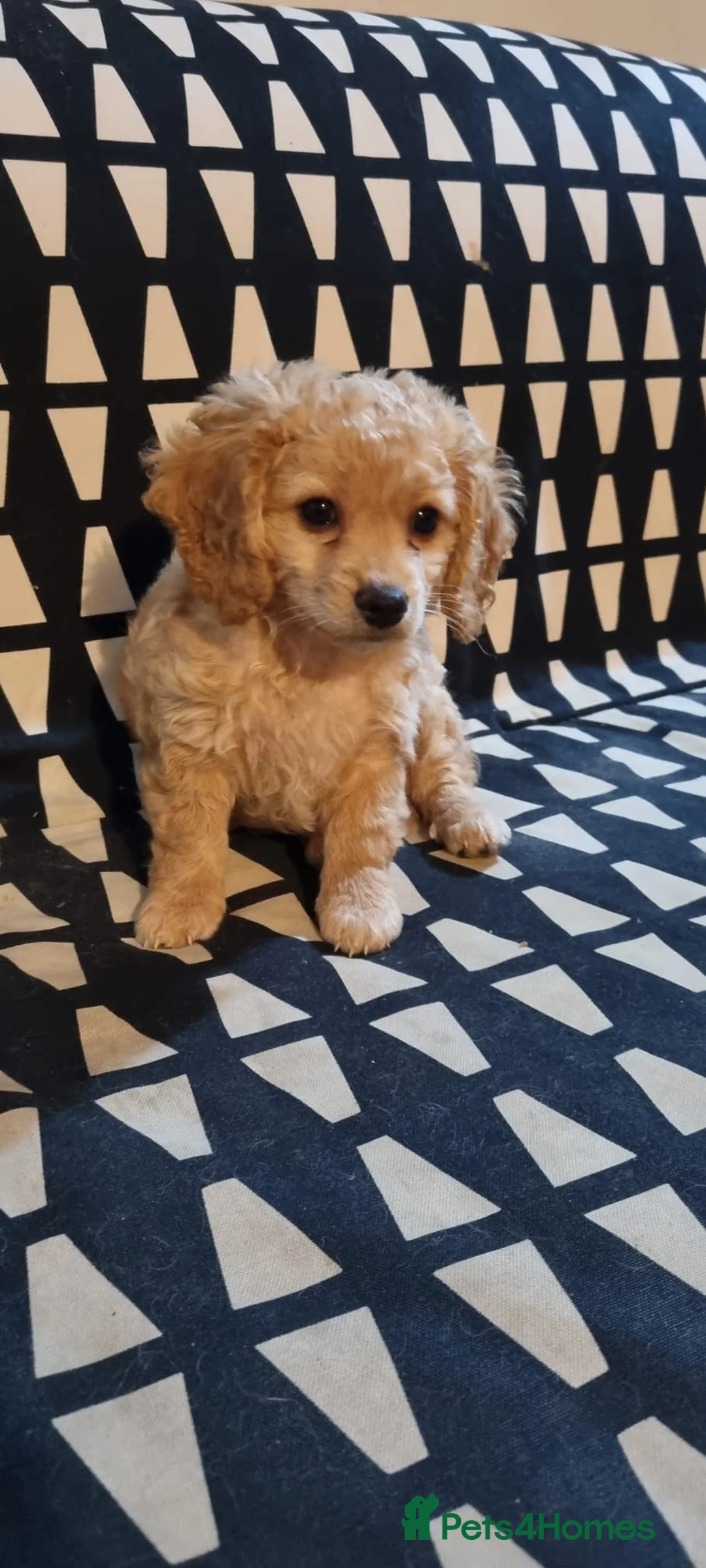 Cavapoo dogs for sale: Beautiful litter of Cavapoo puppies - Advert 10