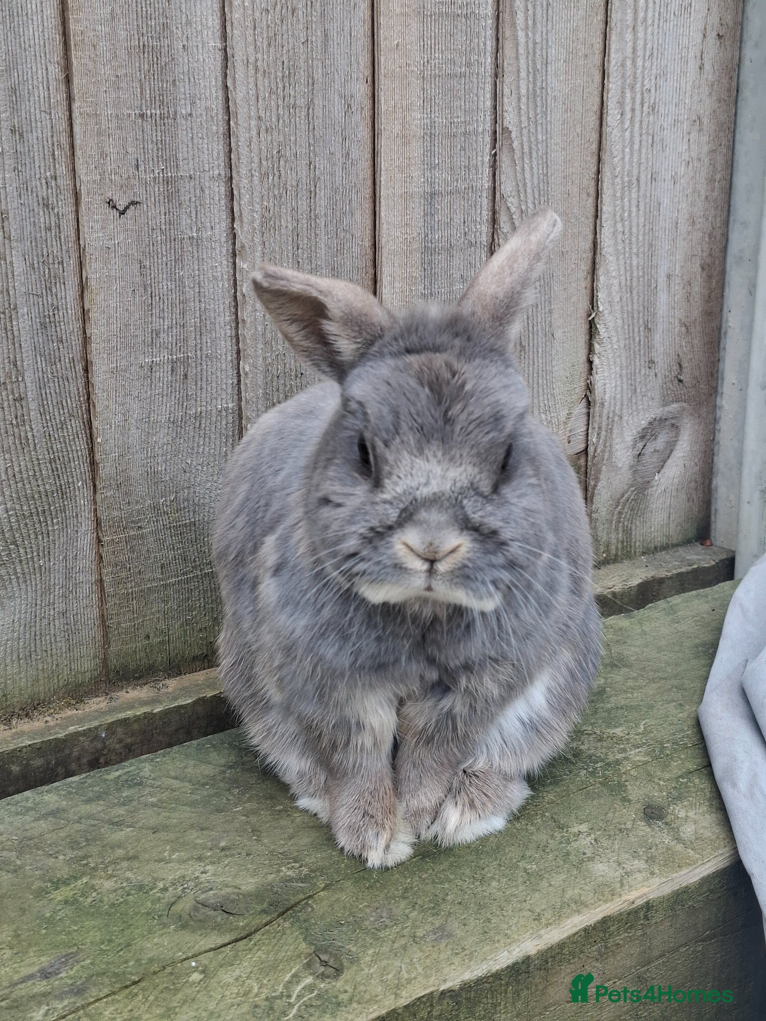 Netherland Dwarf rabbits for sale: Klompje (M) & Sapheiri (F) bonded couple. 7-8yrs in Bury Saint Edmunds - Advert 15