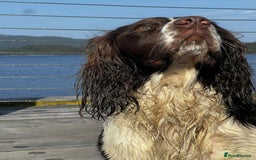 English Springer Spaniel dogs for stud: Springer spaniel stud  - Advert 11