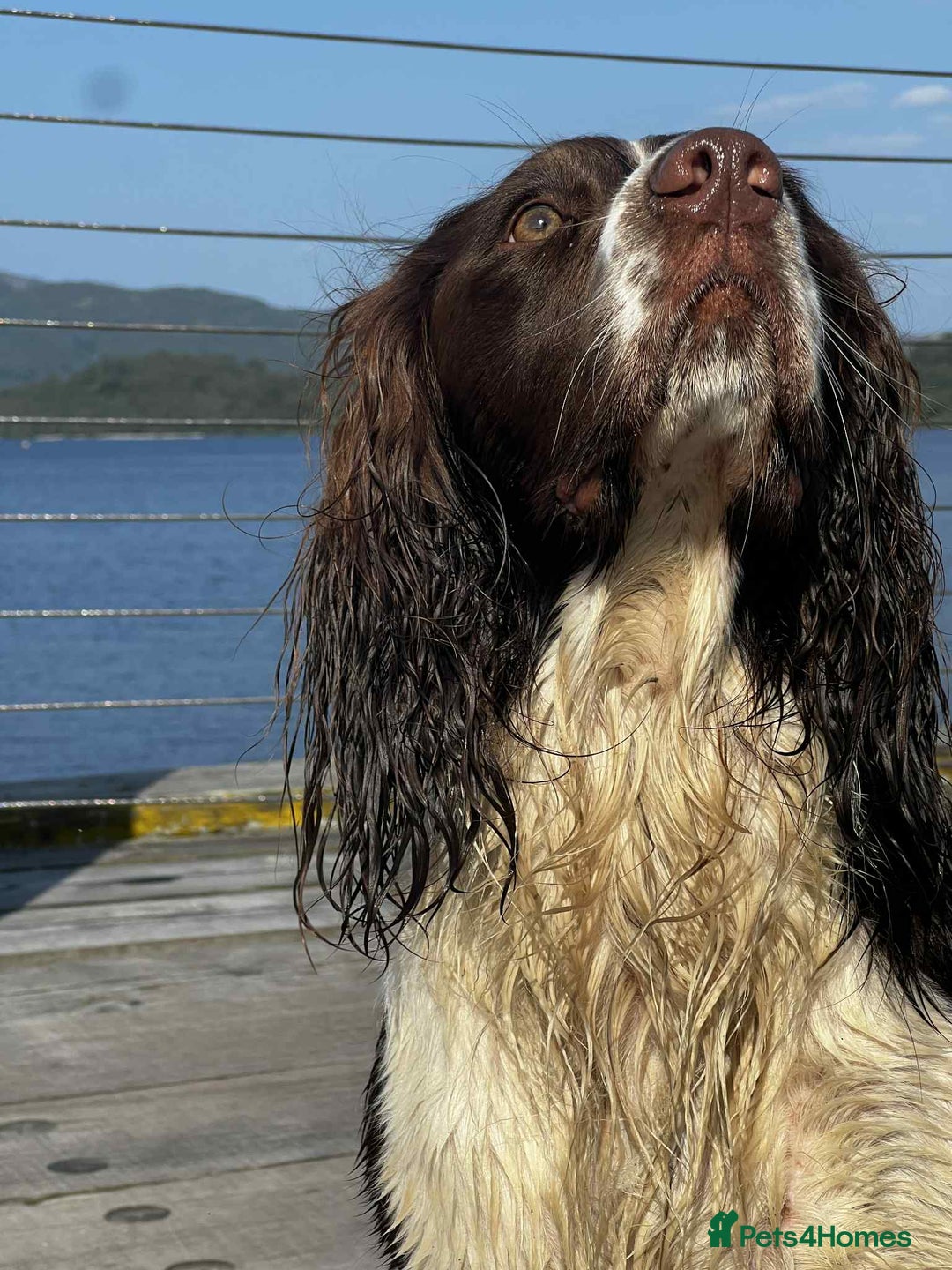 English Springer Spaniel dogs for stud: Springer spaniel stud  - Advert 11