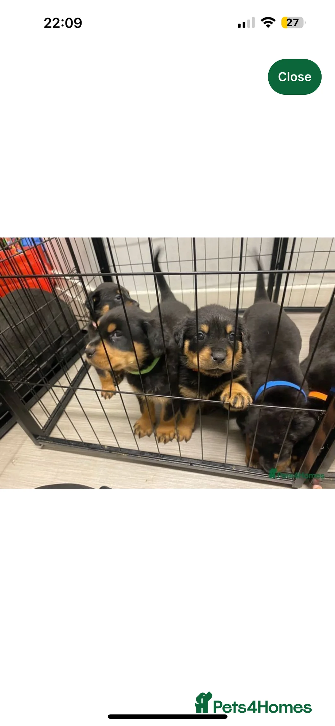 Rottweiler dogs for stud: Rottie male for stud in Ayr - Advert 18