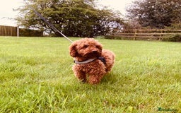 Cavapoo dogs for sale: F1 boys, licensed breeder, health tested parents - Image 22