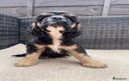 Cocker Spaniel dogs for sale: Adorable American Cocker Spaniels Pups  - Image 3