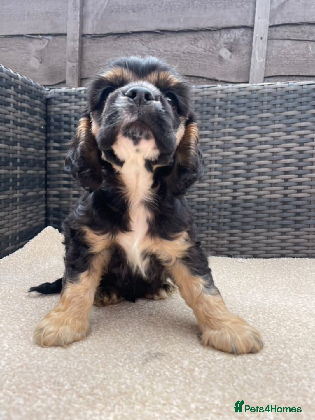 Cocker Spaniel dogs for sale: Adorable American Cocker Spaniels Pups  - Image 3