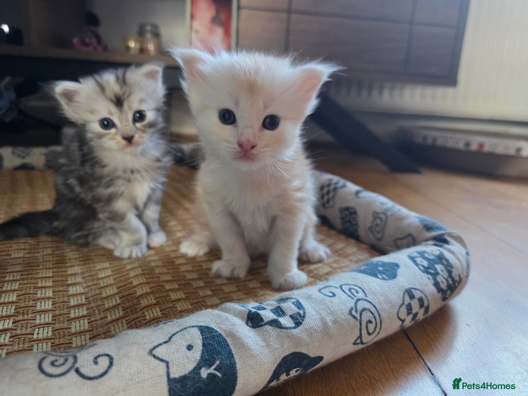 Maine Coon cats for sale: Beautiful 3/4 maincoon kittens  - Image 2