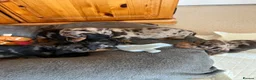 Miniature Dachshund dogs for sale: Beautiful KC registered puppies.  - Advert 4