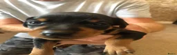 Miniature Pinscher dogs for sale: Kc miniature pinschers 2 boys 4 girls in Darlington - Advert 7