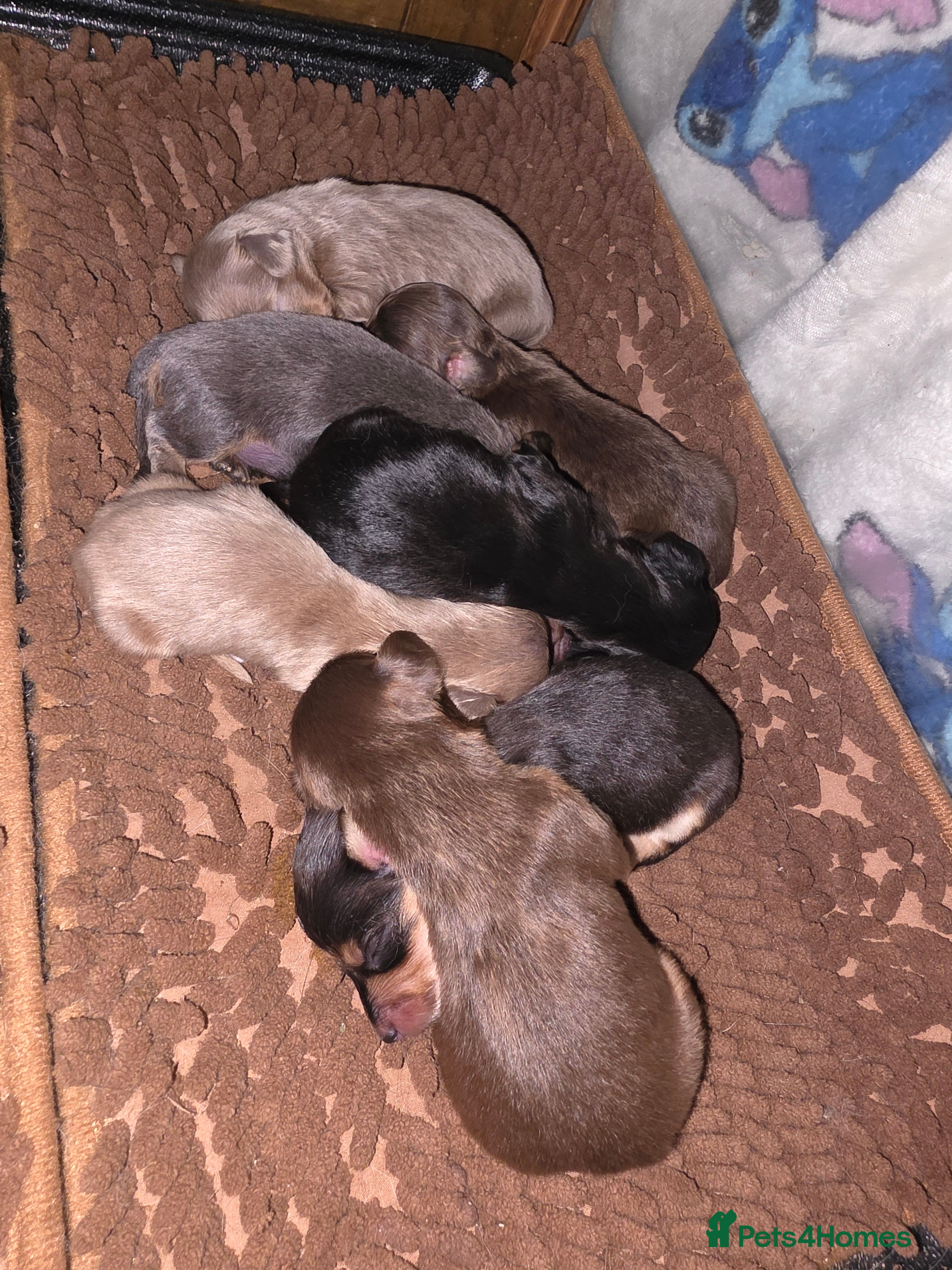 Miniature Dachshund dogs Long Haired Miniature Dachshund Puppies - Advert 1