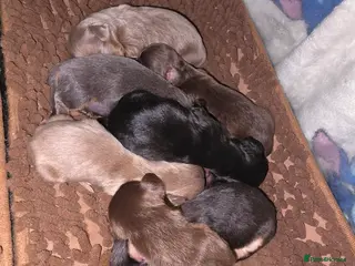 Miniature Dachshund dogs Long Haired Miniature Dachshund Puppies - Advert 1