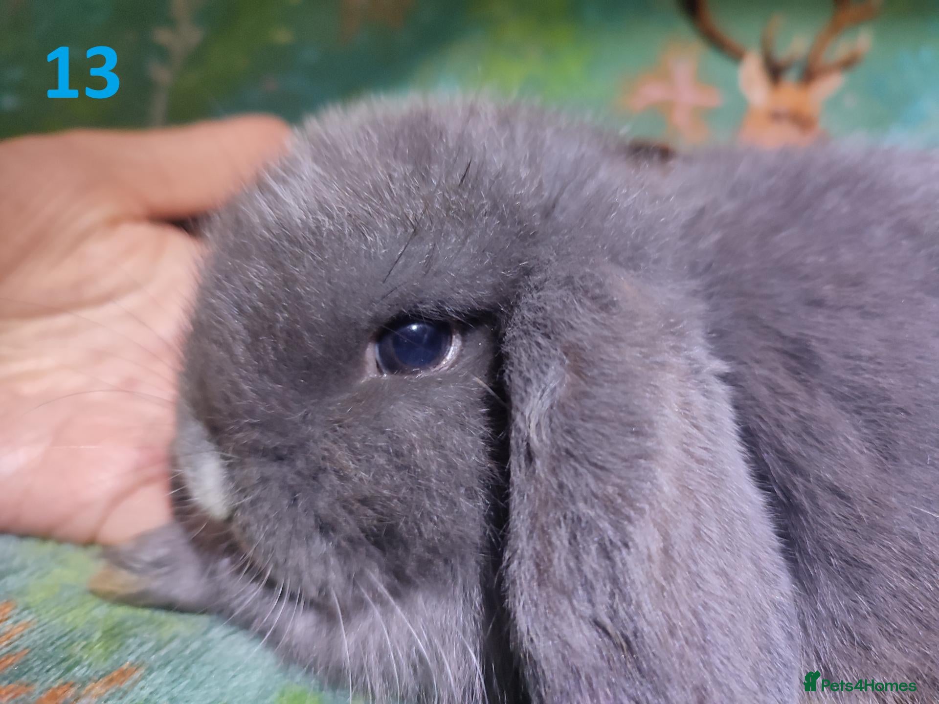 Mini Lop rabbits Baby Mini Lops - Advert 14