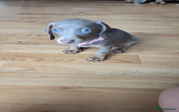 Dachshund dogs for sale: Isabella dachshunds puppies for sale! - Image 3