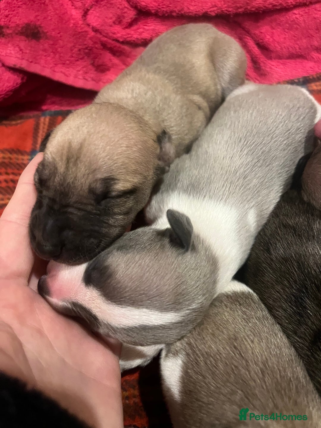 Whippet dogs for sale: Gorgeous KC Whippet Pups - Image 7