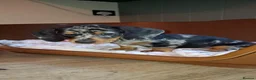 Dachshund dogs for sale: Dachshund puppies  - Advert 10