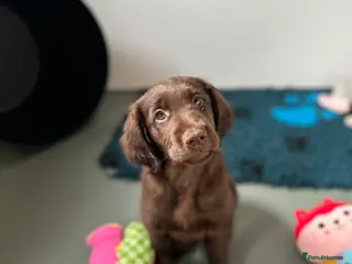 Flat coated Retriever dogs 1 Beautiful Girl liver flatcoat puppy ready to go - Advert 17