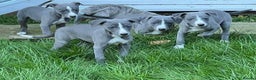 Whippet dogs for stud: 2 KC whippet for stud,both heart tested clear in Bishop Auckland - Advert 23