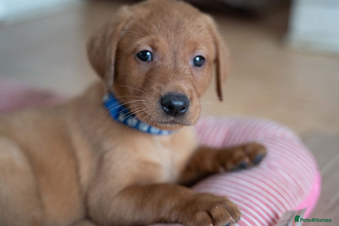 Labrador Retriever dogs for sale: Stunning Fox Red Labrador Puppies For Sale - Image 4