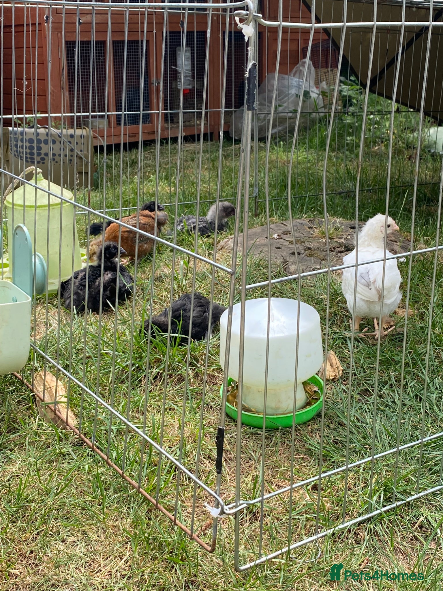 Chickens poultry for sale: Silkies for sale - Advert 3