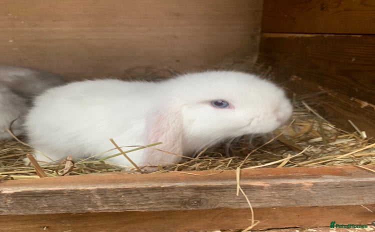 Mini Lop rabbits - Advert 5