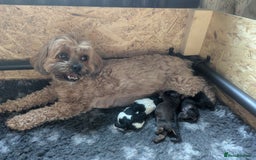 Shihpoo dogs for sale: F2 shihpoo puppies. - Image 5
