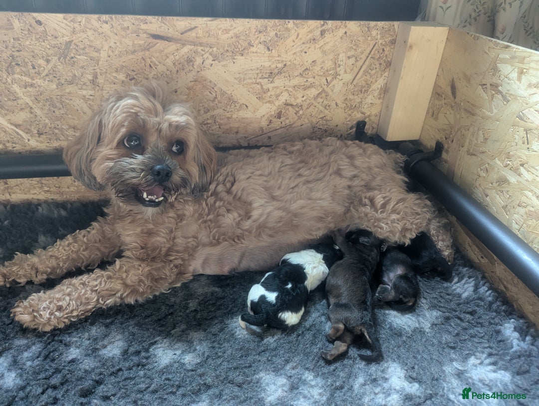 Shihpoo dogs for sale: F2 shihpoo puppies. - Image 5