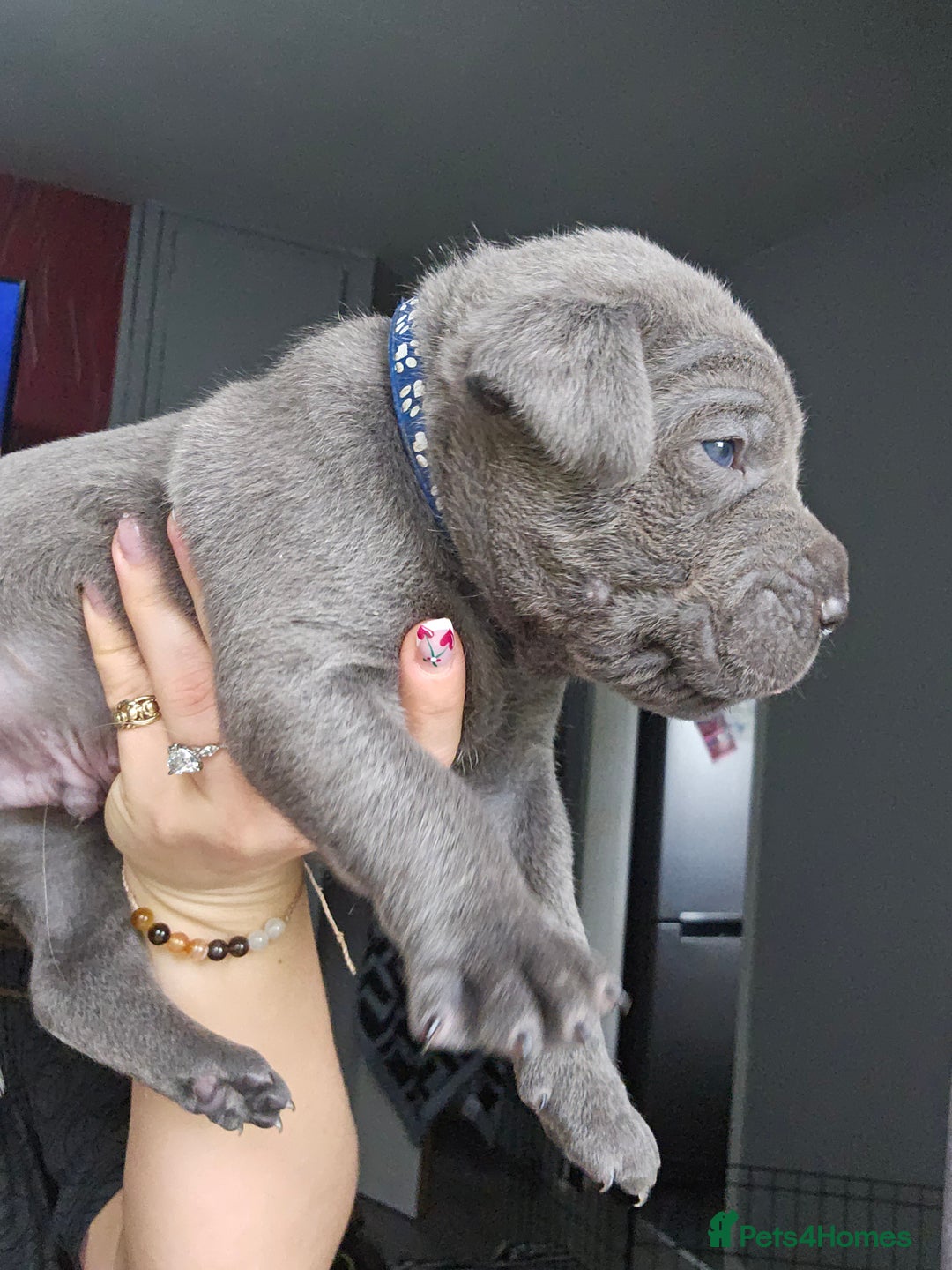 Cane Corso dogs for sale: Cane corso pups  - Image 6