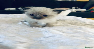 Ragdoll cats - Advert 14