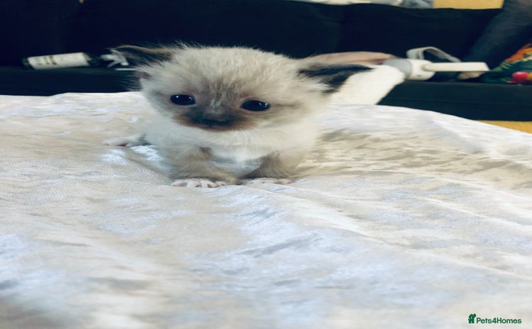 Ragdoll cats - Advert 6