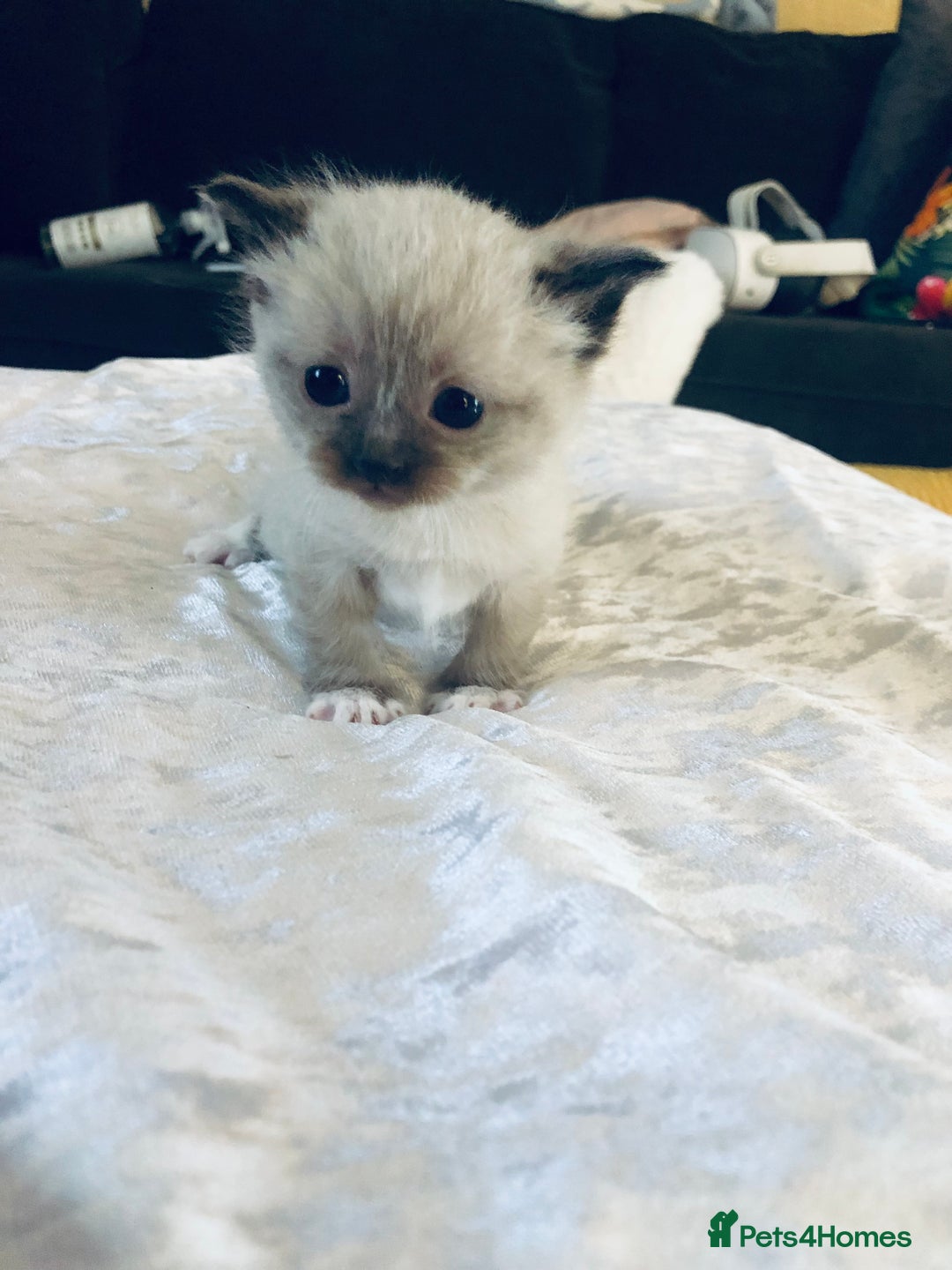 Ragdoll cats for sale: Ragdoll kittens  - Advert 6