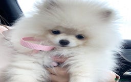Pomeranian dogs for sale: Poppy is a beautiful fluffy little Pomeranian girl - Advert 3