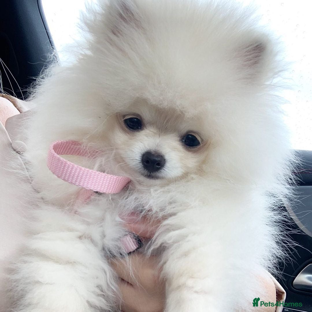 Pomeranian dogs for sale: Poppy is a beautiful fluffy little Pomeranian girl - Advert 3