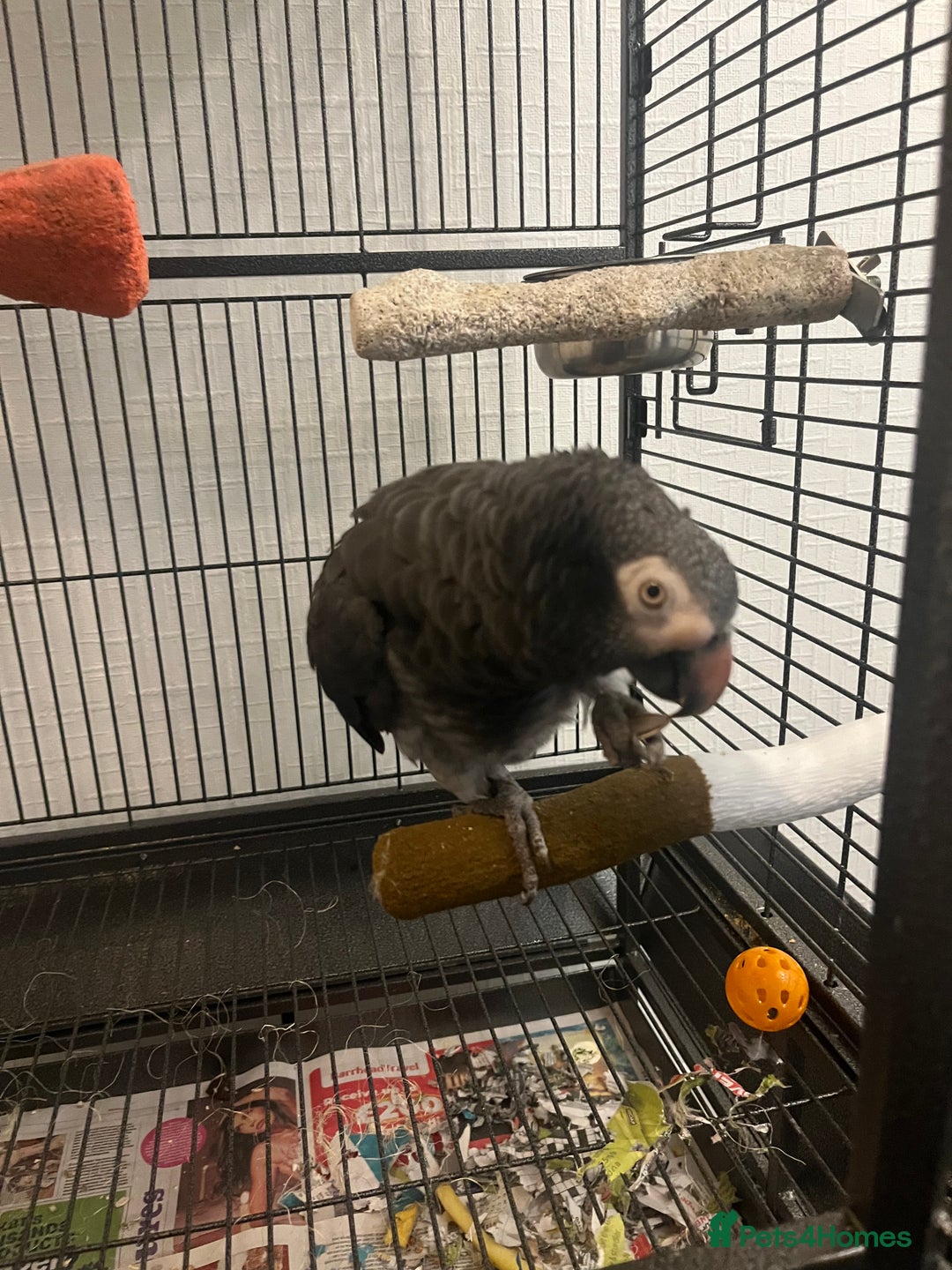 Parrots birds for sale: Timneh African grey - Advert 1