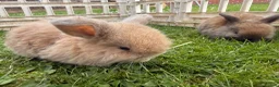 Mini Lop rabbits for sale: Beautiful Mini Lop baby rabbits - Advert 8