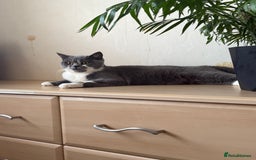 British Shorthair cats for sale: GCCF Bi-colour Blue and white BSH - Image 23