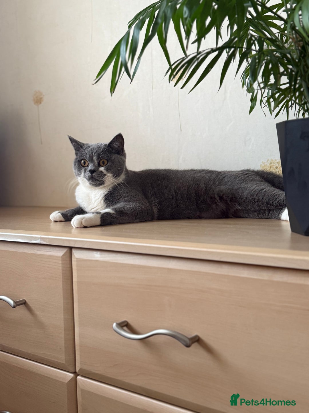 British Shorthair cats for sale: GCCF Bi-colour Blue and white BSH - Image 23