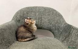 British Longhair cats for sale: 3/4 British longhair kittens - Image 3