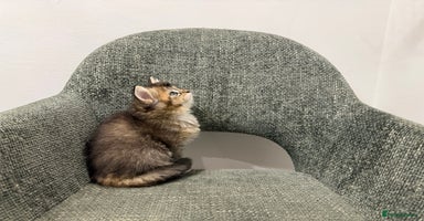 British Longhair cats - Advert 10