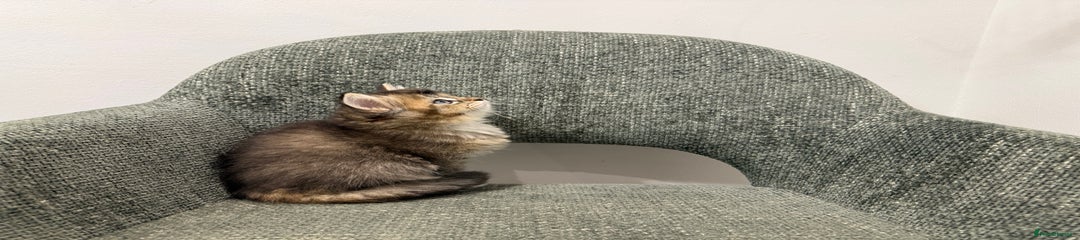 British Longhair Kitten 3