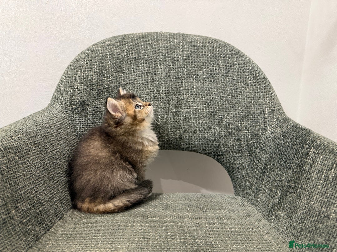 British Longhair cats for sale: 3/4 British longhair kittens - Image 3