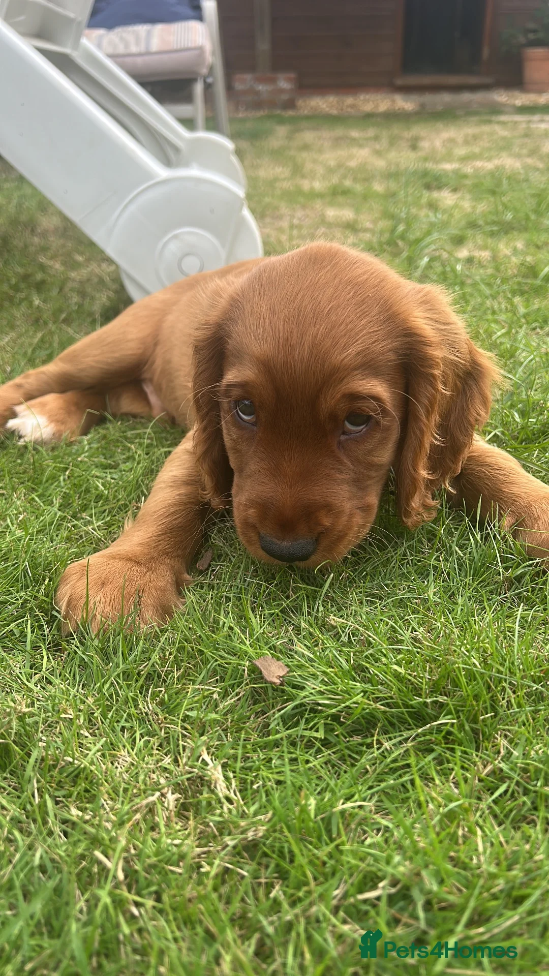 Cocker Spaniel dogs for sale: Red Working Cocker Spaniels - Advert 1